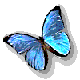 papillon-bleu.gif