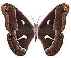 papillon-part-1.gif