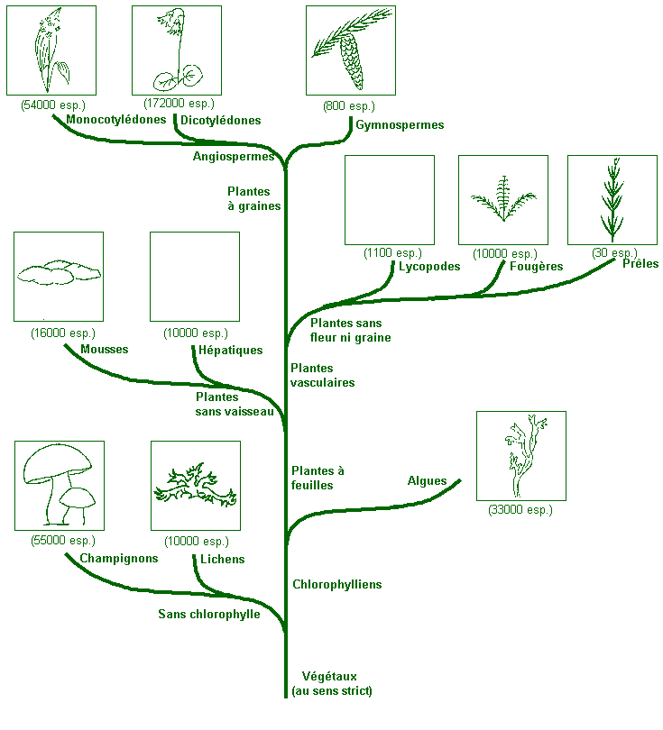 schema-arbre-phylogenetique.gif